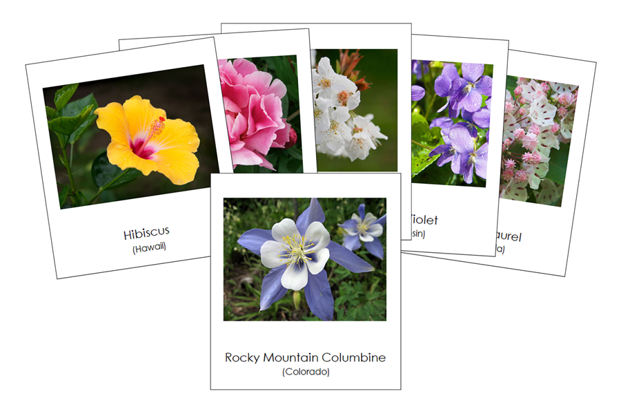 State Flowers of the USA 3-Part Cards by Montessori Print Shop