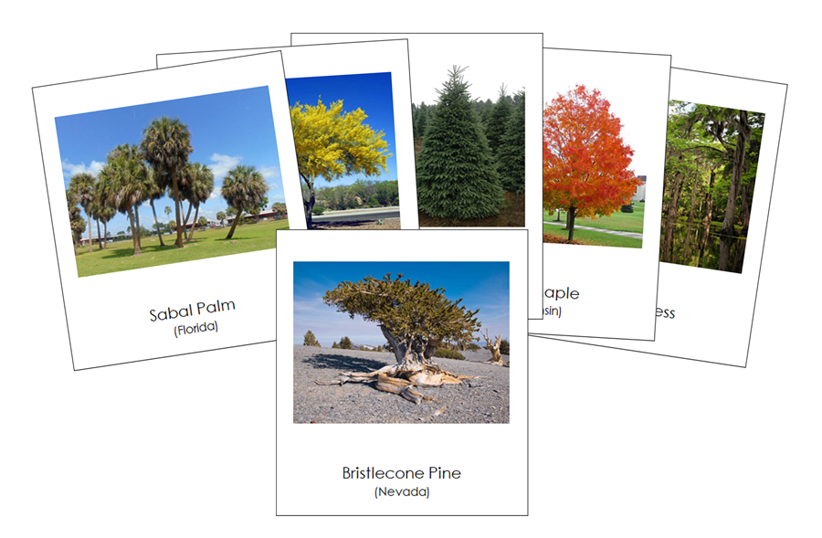 State Trees of the USA 3-Part Cards by Montessori Print Shop