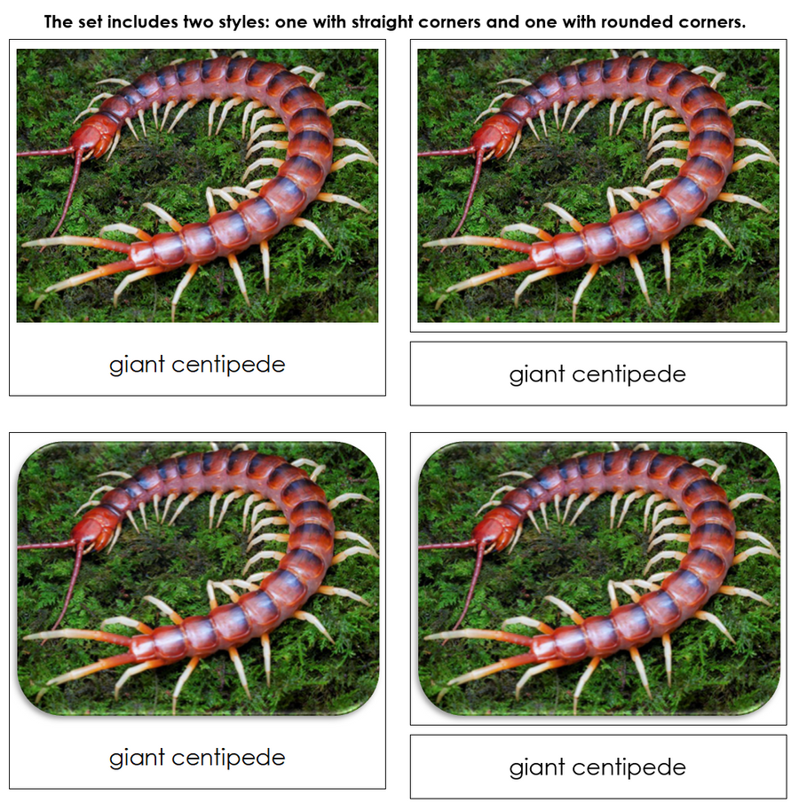 Venomous Creatures Safari Toob Cards - Montessori Print Shop