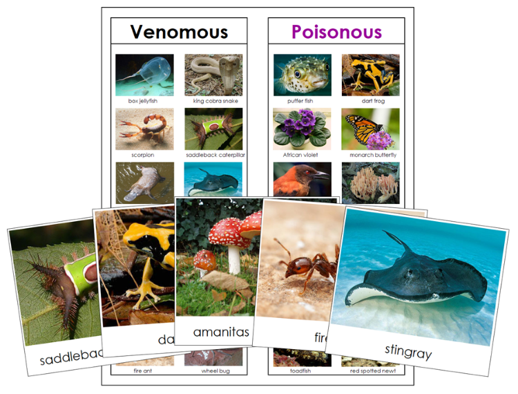 Venomous and Poisonous Animals & Plants Sorting Cards & Charts - Montessori Print Shop Digital Download 