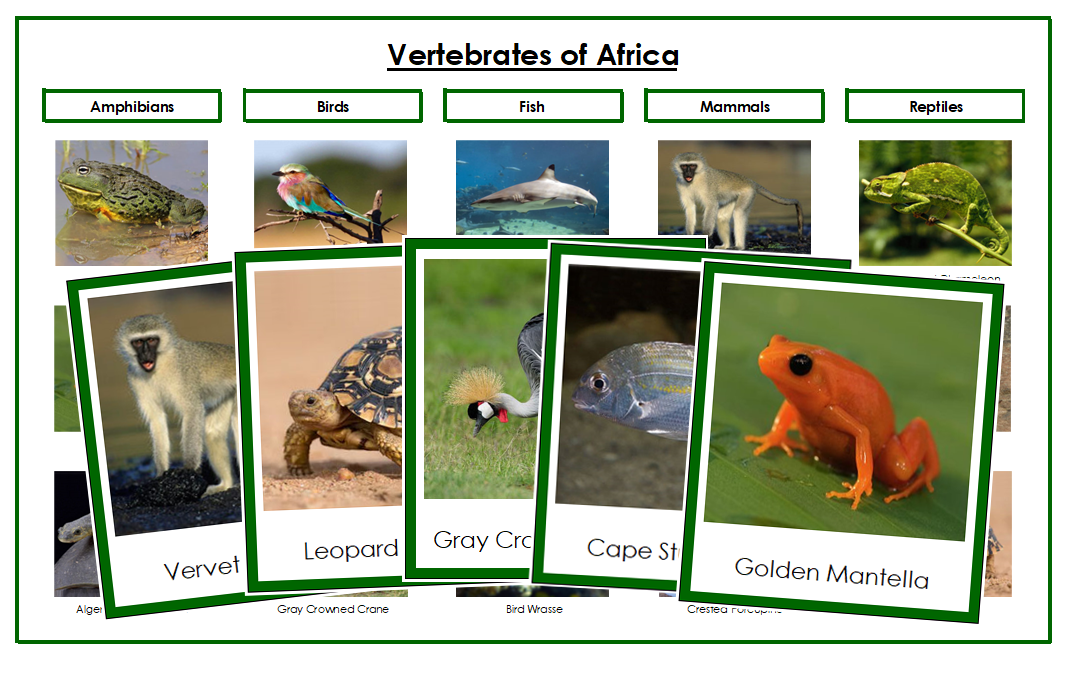 Vertebrates of Africa Sorting Lesson (color-coded) - Montessori Print Shop Digital Download