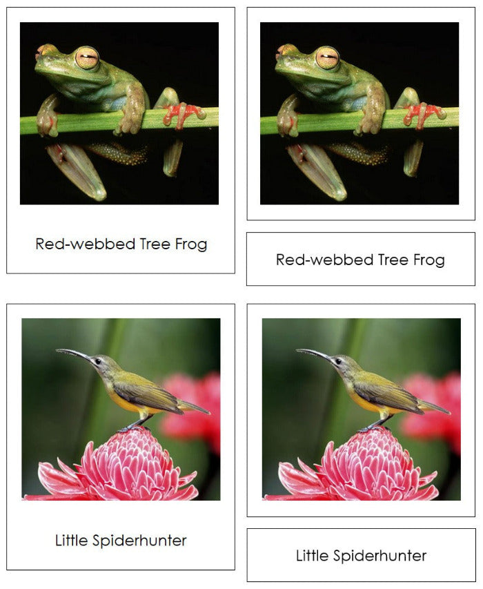 Vertebrates of Asia Sorting Lesson - Montessori Print Shop Digital Download
