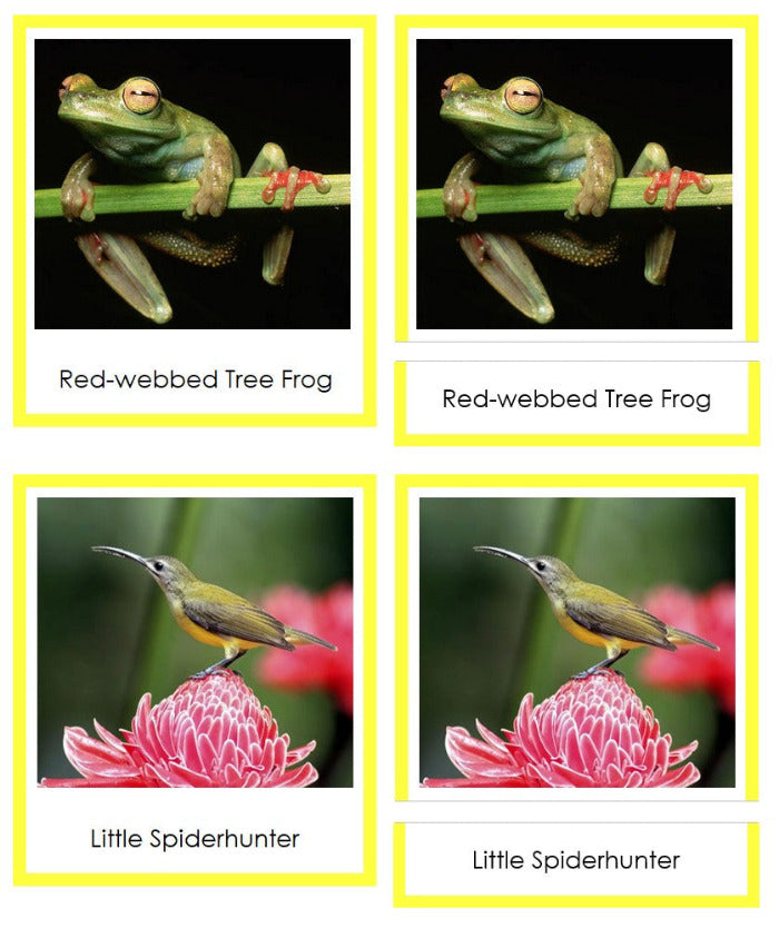 Vertebrates of Asia Sorting Lesson (color borders) - Montessori Print Shop Digital Download
