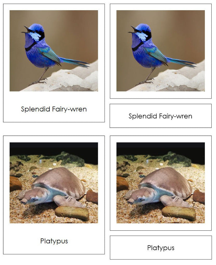 Vertebrates of Australia Sorting Lesson - Montessori Print Shop Digital Download