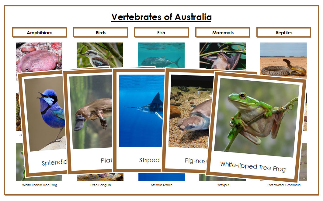 Vertebrates of Australia Sorting Lesson (color borders) - Montessori Print Shop Digital Download