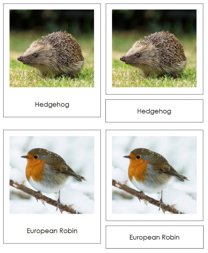 Vertebrates of Europe Sorting Lesson - Montessori Print Shop Digital Download