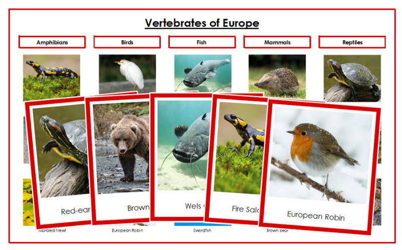 Vertebrates of Europe Sorting Lesson (color borders) - Montessori Print Shop Digital Download
