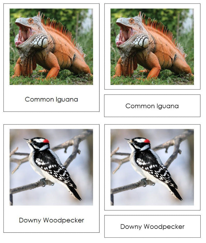 Vertebrates of North America Sorting Lesson - Montessori Print Shop Digital Download