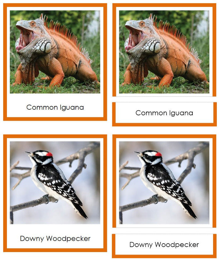 Vertebrates of North America Sorting Lesson (color borders) - Montessori Print Shop Digital Download