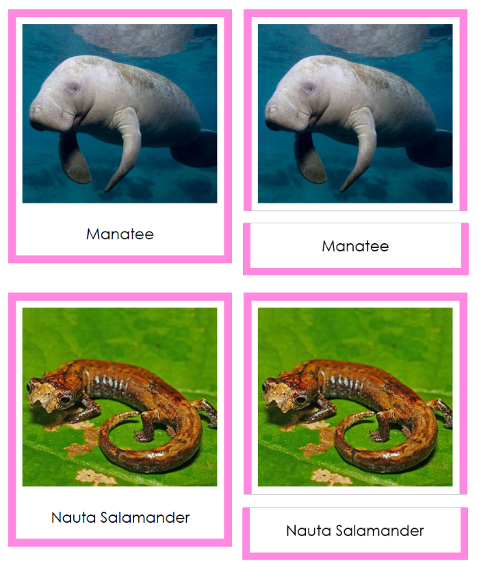Vertebrates of South America Sorting Lesson (color borders) - Montessori Print Shop Digital Download