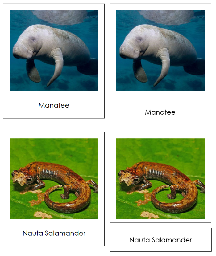 Vertebrates of South America Sorting Lesson - Montessori Print Shop Digital Download