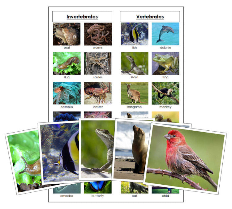Vertebrates and Invertebrates Sorting Cards - Montessori Print Shop Digital Download science materials