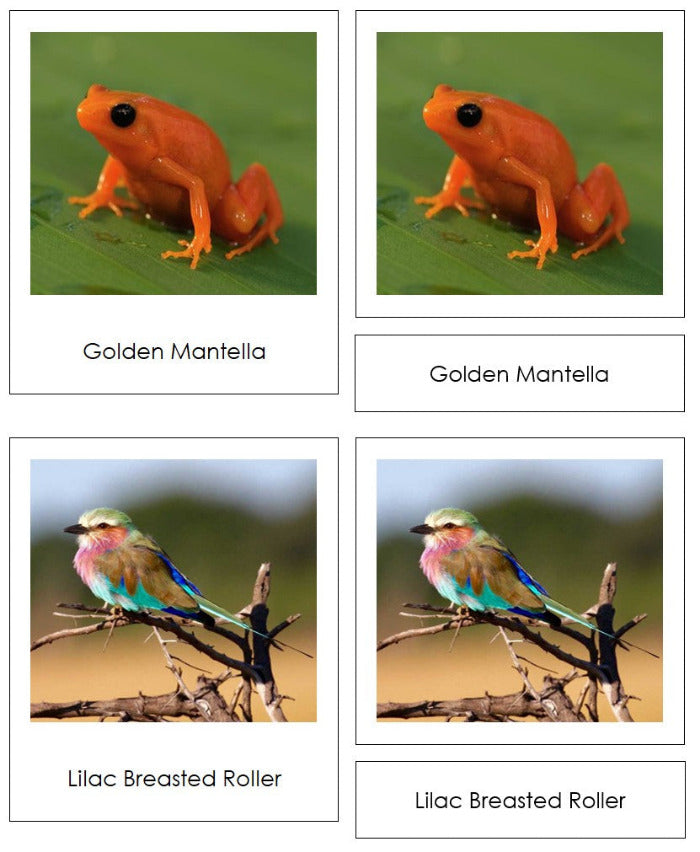 Africa Vertebrate Sorting Cards - Montessori Print Shop Digital Download