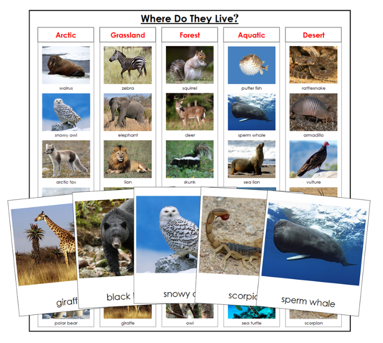 Where Do The Animals Live? - Montessori Print Shop Digital Download zoology printable