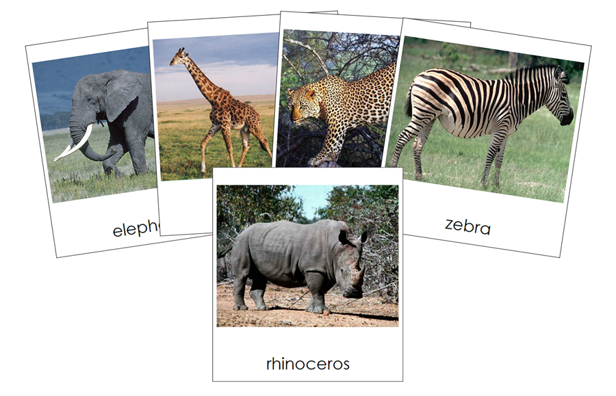 Types of Wild Animals 3-Part Cards by Montessori Print Shop