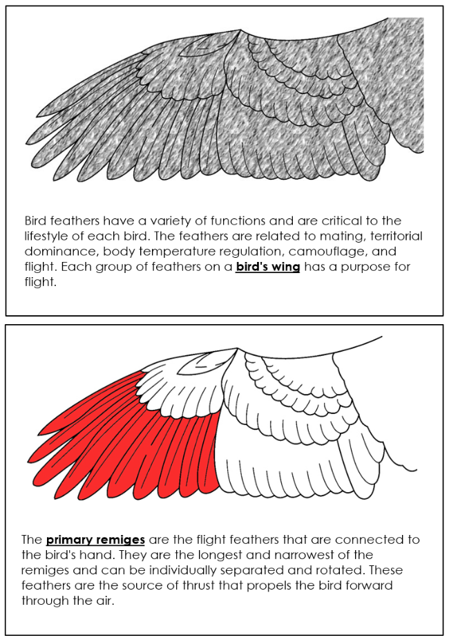 Eagle Wing Nomenclature Book (red) - Montessori Print Shop Digital Download