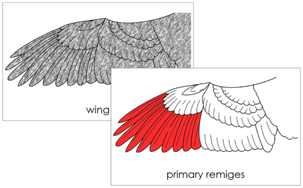 Parts of a Bird's Wing 3-Part Nomenclature Cards (red) by Montessori Print Shop