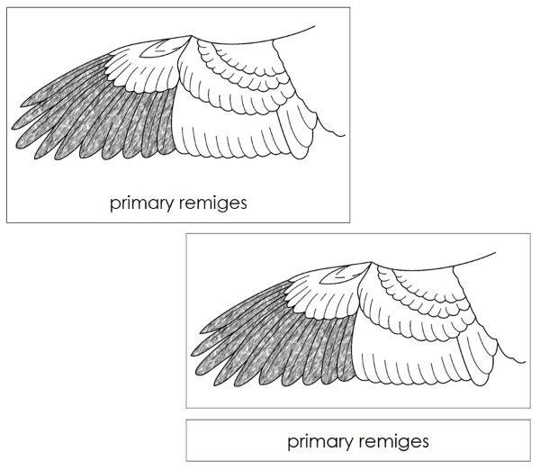 Parts of a Bird's Wing 3-Part Nomenclature Cards by Montessori Print Shop