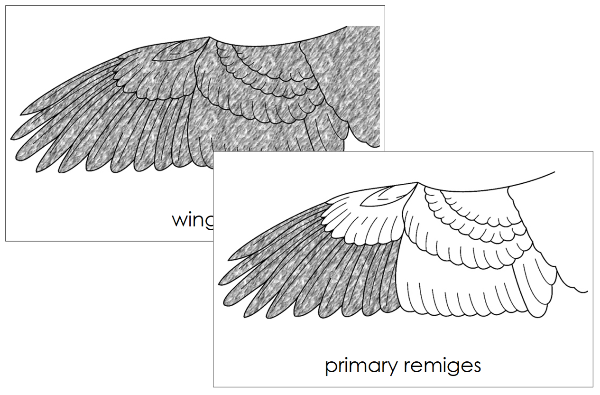 Parts of a Bird's Wing 3-Part Nomenclature Cards by Montessori Print Shop