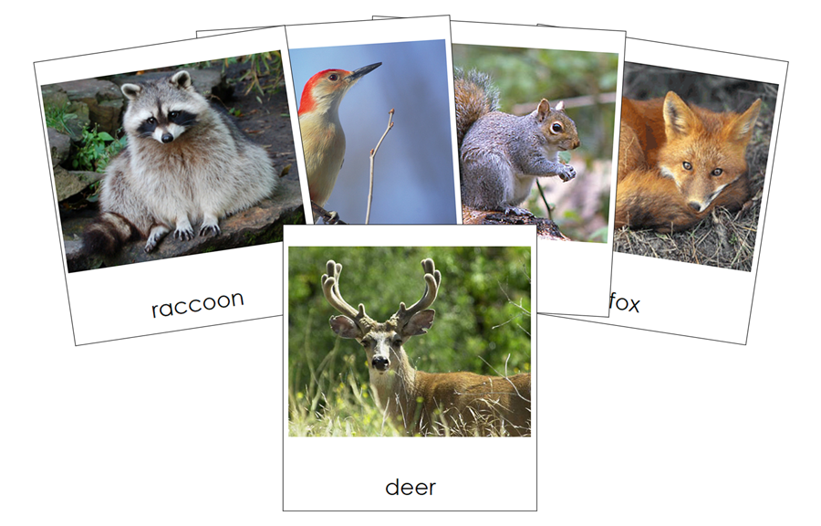 Types of Woodland Animals 3-Part Cards by Montessori Print Shop