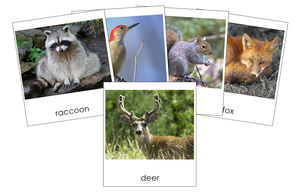 Woodland Animals - Montessori Print Shop