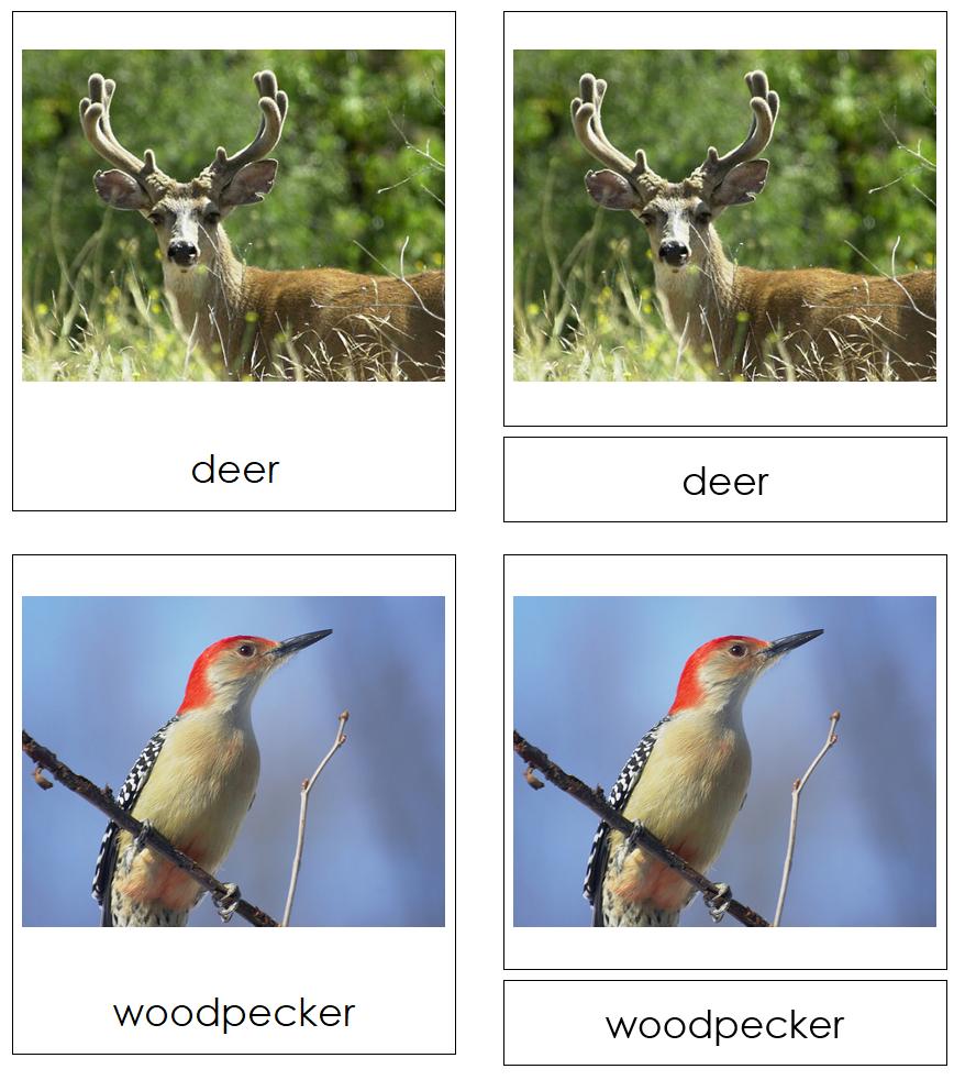 Types of Woodland Animals 3-Part Cards by Montessori Print Shop