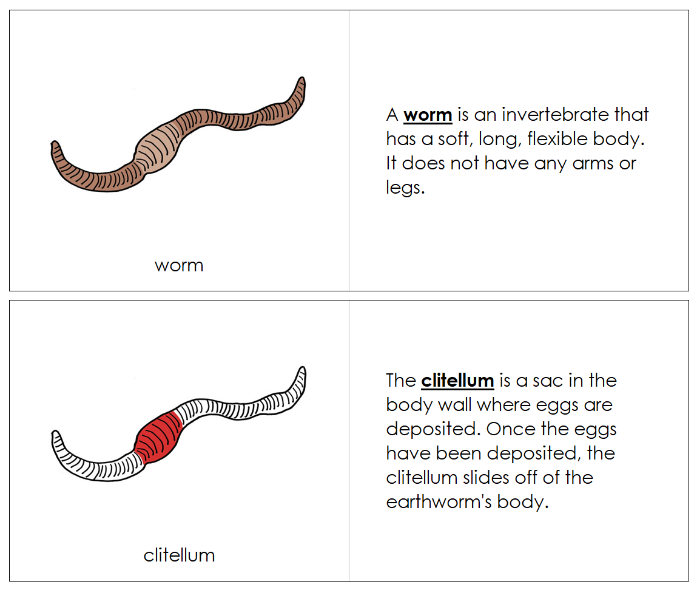 Parts of a Worm Nomenclature Book (red) - Montessori Print Shop Digital Download