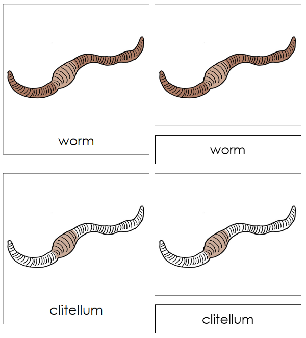 Parts of a Worm 3-Part Nomenclature Cards by Montessori Print Shop