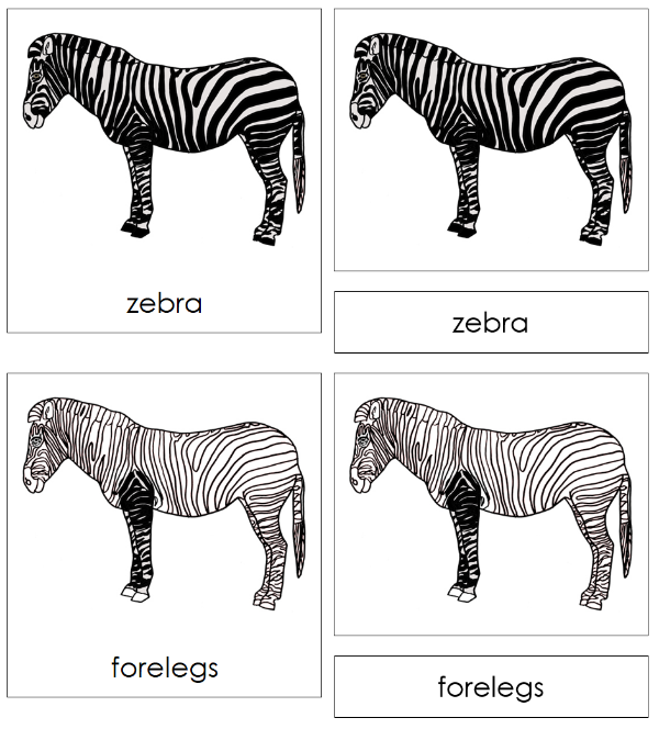 Parts of a Zebra 3-Part Nomenclature Cards by Montessori Print Shop