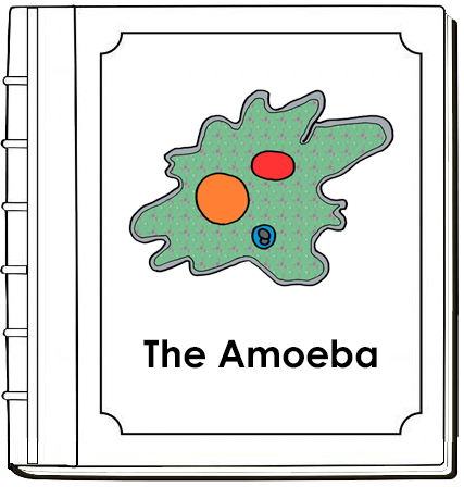 Parts of an Amoeba Nomenclature Book - Montessori Print Shop Digital Download