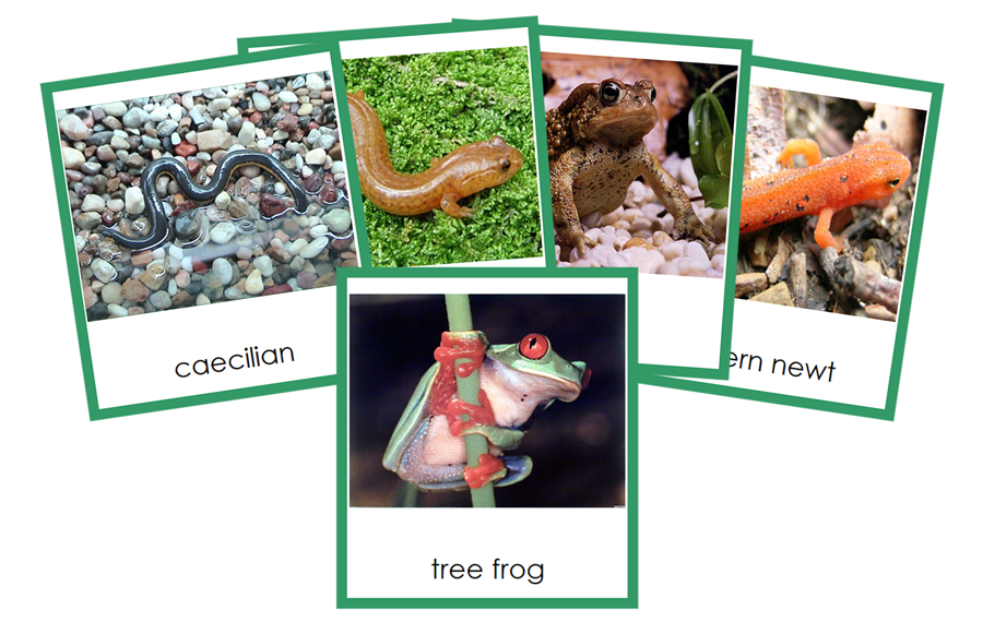 Amphibians 3-Part Cards (Animal Kingdom Cards) by Montessori Print Shop