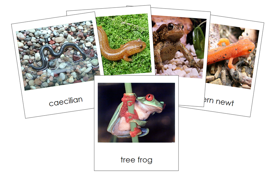 Amphibians 3-Part Cards (Animal Kingdom Cards) by Montessori Print Shop
