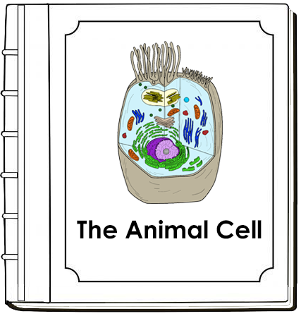 Parts of an Animal Cell Nomenclature Book (red) - Montessori Print Shop Digital Download