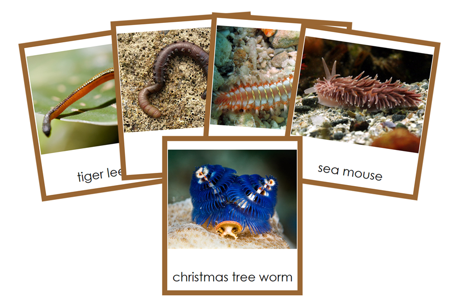Types of Annelida  Cards (color) by Montessori Print Shop