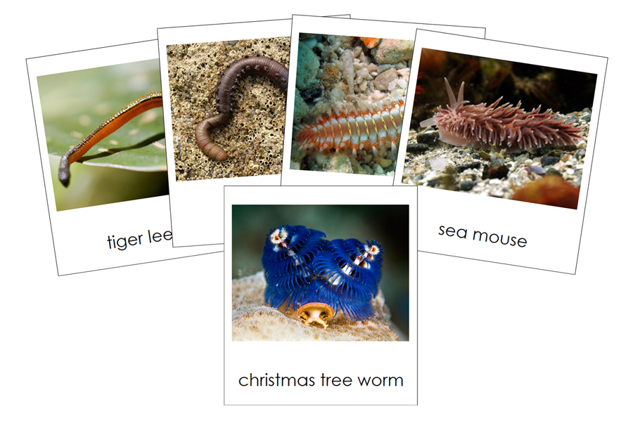 Types of Annelida  Cards by Montessori Print Shop