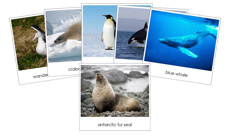 Antarctica Safari TOOB Cards - Montessori Print Shop