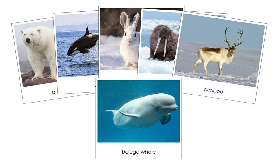 Arctic - Safari TOOB Cards - Montessori Print Shop