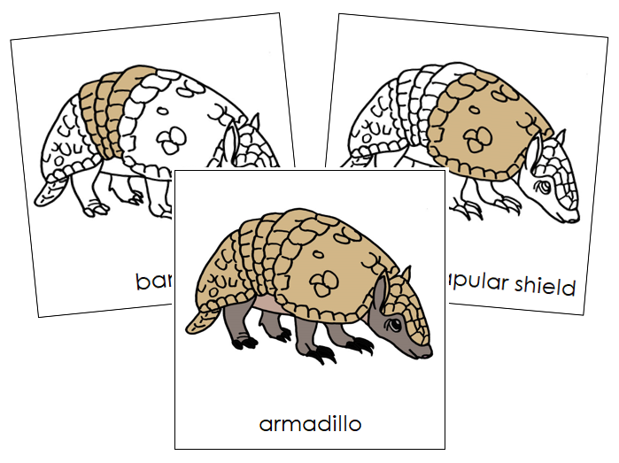 Parts of an Armadillo 3-Part Nomenclature Cards by Montessori Print Shop