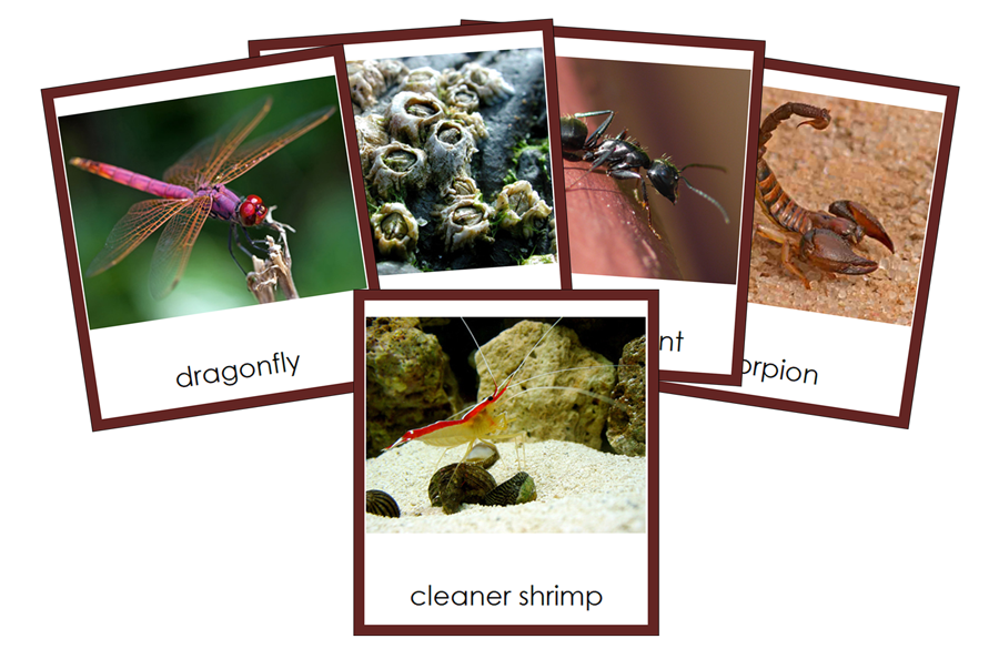 Types of Arthropoda Cards (color) by Montessori Print Shop