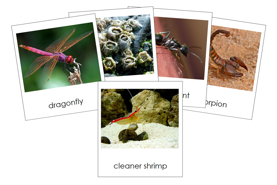 Types of Arthropoda