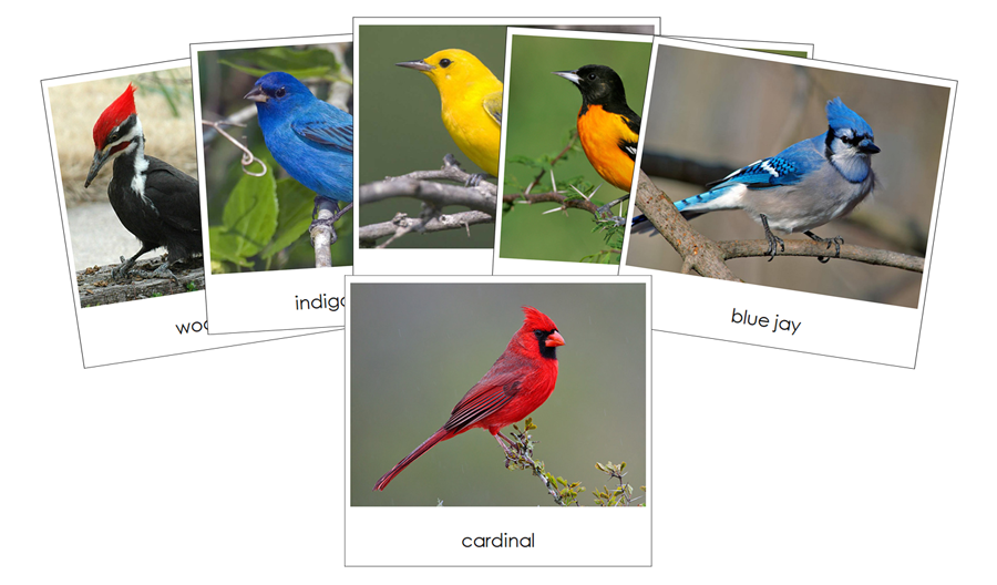 Backyard Birds Safari TOOB Cards - Montessori Print Shop