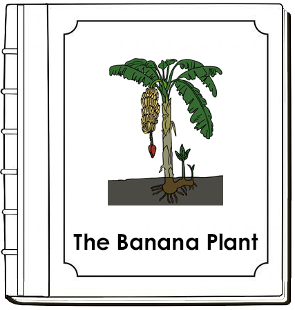 Parts of a Banana Plant Nomenclature Book (Red) - Montessori Print Shop Digital Download