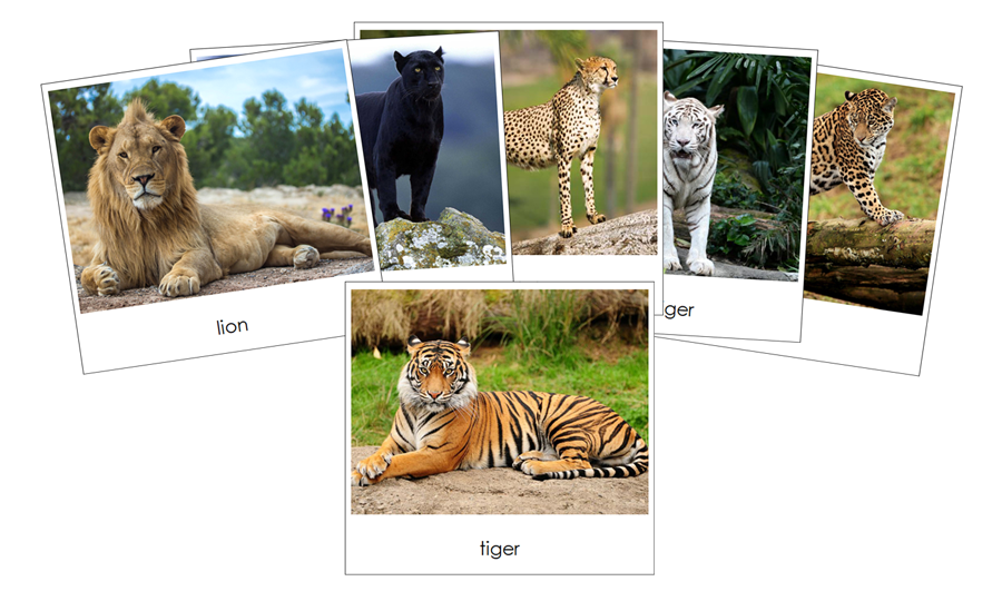 Big Cats Safari TOOB Cards - Montessori Print Shop