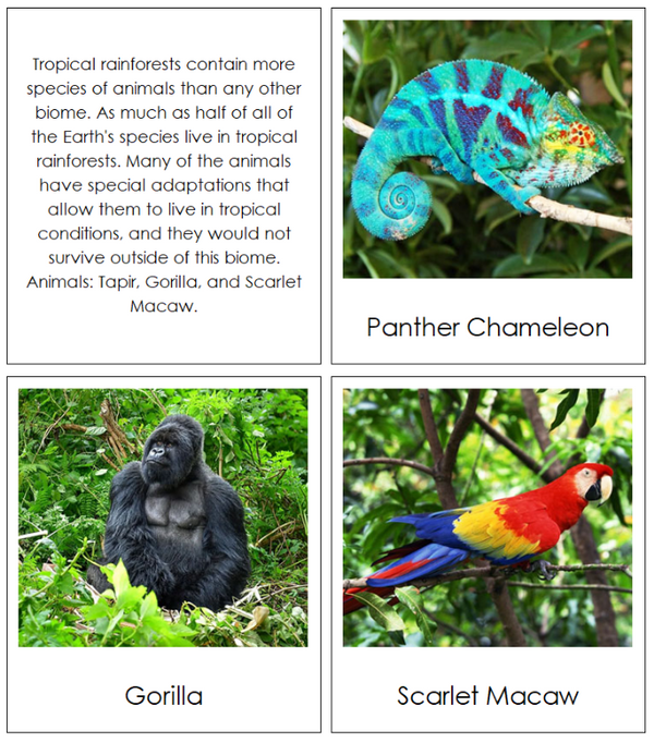 Biomes of the World - Montessori Print Shop Digital Download