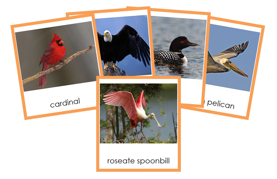 Types of Birds (Aves) - Animal Kingdom 3-Part Cards by Montessori Print Shop
