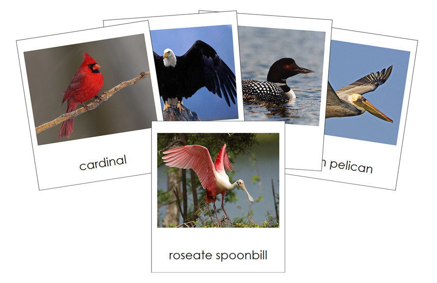 Types of Birds 3-Part Cards - Animal Kingdom by Montessori Print Shop