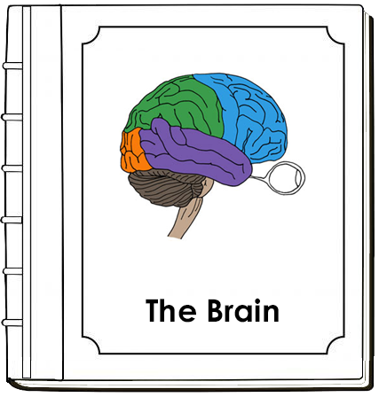 Parts of a Brain Nomenclature Book (red) - Montessori Print Shop Digital Download