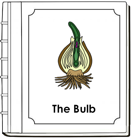 Parts of a Bulb Nomenclature Book - Montessori Print Shop Digital Download