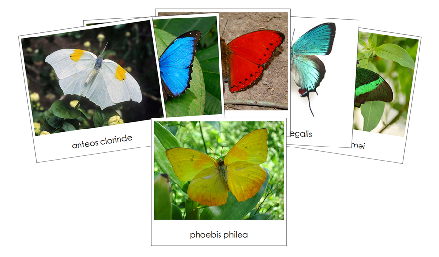 Butterflies Safari Toob Cards - Montessori Print Shop