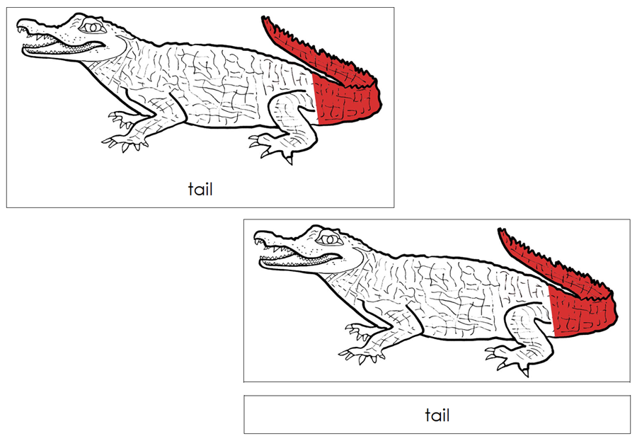 Caiman Nomenclature Cards (red) by Montessori Print Shop
